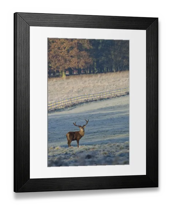 Framed Print : Red Deer (Cervus elaphus) stag, standing in frost covered parkland habitat at dawn, Wollaton Park, Nottingham Framed Print : Red Deer (Cervus elaphus) stag, standing in frost covered parkland habitat at dawn, Wollaton Park, Nottingham