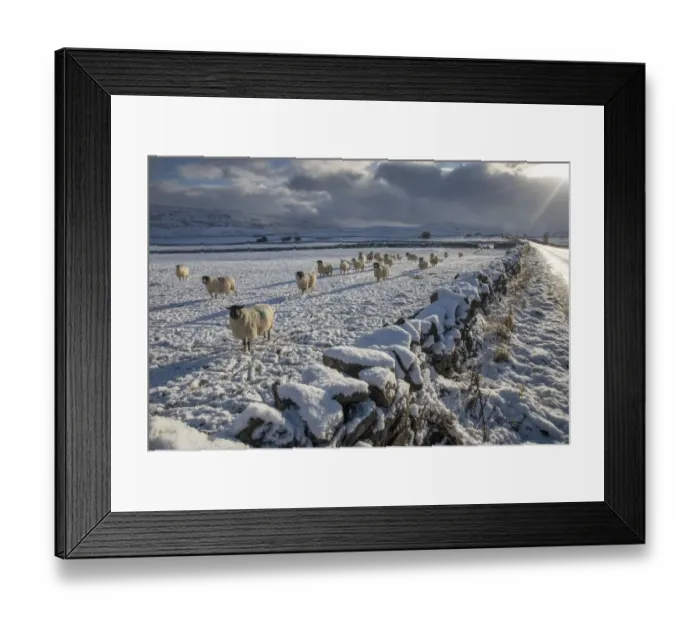 Framed Print : Domestic Sheep, flock, standing beside drystone wall in snow covered pasture, near Kirkby Stephen, Cumbria, England Framed Print : Domestic Sheep, flock, standing beside drystone wall in snow covered pasture, near Kirkby Stephen, Cumbria, England