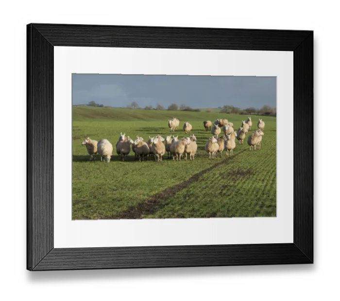 Framed Print : Domestic Sheep, ewes, flock grazing Santiago winter wheat, grazed at twelve sheep per hectare Framed Print : Domestic Sheep, ewes, flock grazing Santiago winter wheat, grazed at twelve sheep per hectare