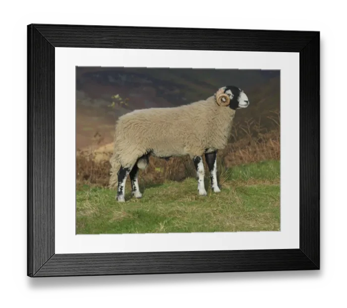Framed Print : Domestic Sheep, Swaledale ram, standing on hill pasture, Brennand Farm, Dunsop Bridge, Lancashire, England, November Framed Print : Domestic Sheep, Swaledale ram, standing on hill pasture, Brennand Farm, Dunsop Bridge, Lancashire, England, November