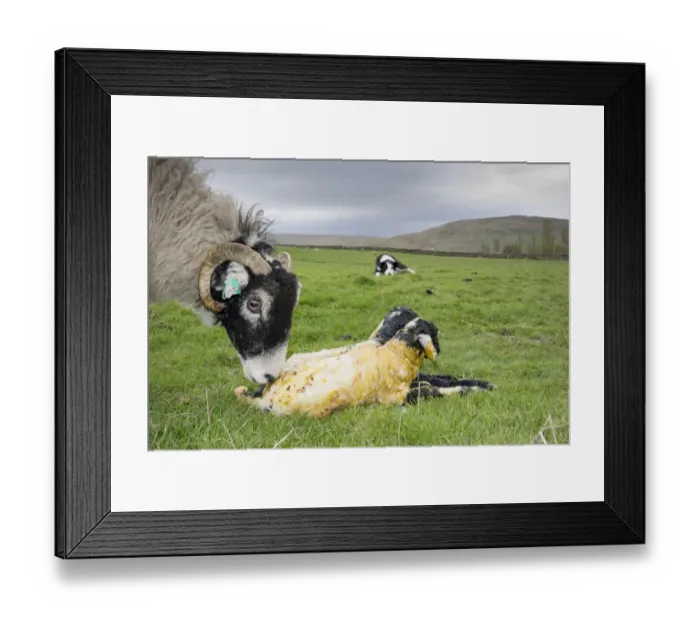 Framed Print : Domestic Sheep, Swaledale ewe, licking newborn twin lambs in pasture, with Domestic Dog, Border Collie Framed Print : Domestic Sheep, Swaledale ewe, licking newborn twin lambs in pasture, with Domestic Dog, Border Collie
