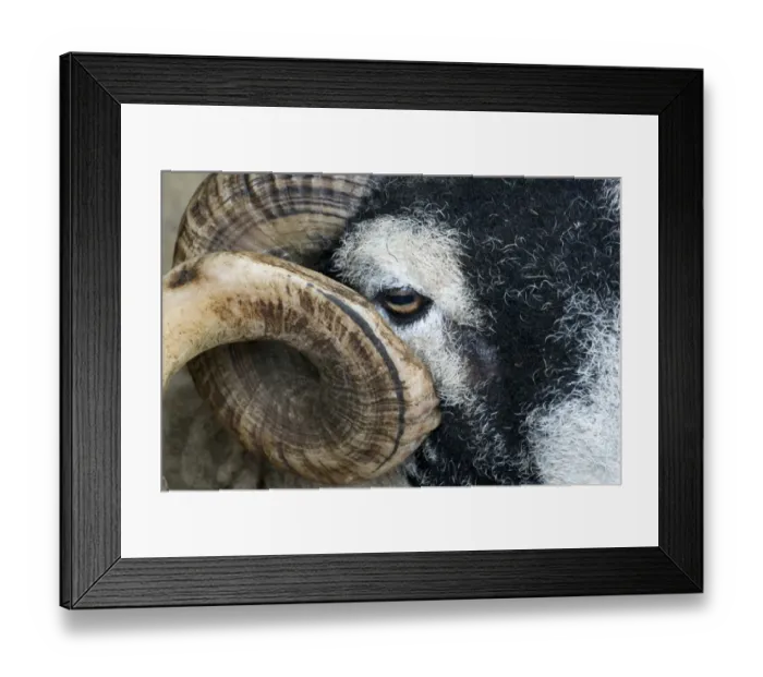 Framed Print : Domestic Sheep, Swaledale ram, close-up of face and horn, Cumbria, England, May Framed Print : Domestic Sheep, Swaledale ram, close-up of face and horn, Cumbria, England, May