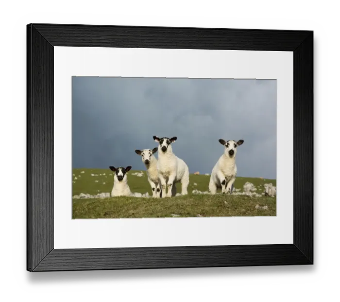 Framed Print : Domestic Sheep, four mule lambs, standing in upland pasture, Cumbria, England, May Framed Print : Domestic Sheep, four mule lambs, standing in upland pasture, Cumbria, England, May