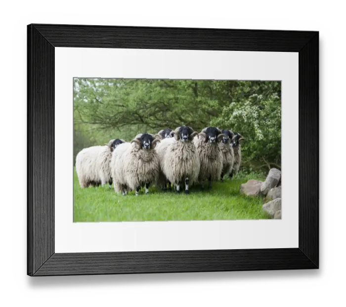 Framed Print : Domestic Sheep, Dalesbred yearling rams, in wool, flock standing in pasture, Yorkshire, England, May Framed Print : Domestic Sheep, Dalesbred yearling rams, in wool, flock standing in pasture, Yorkshire, England, May