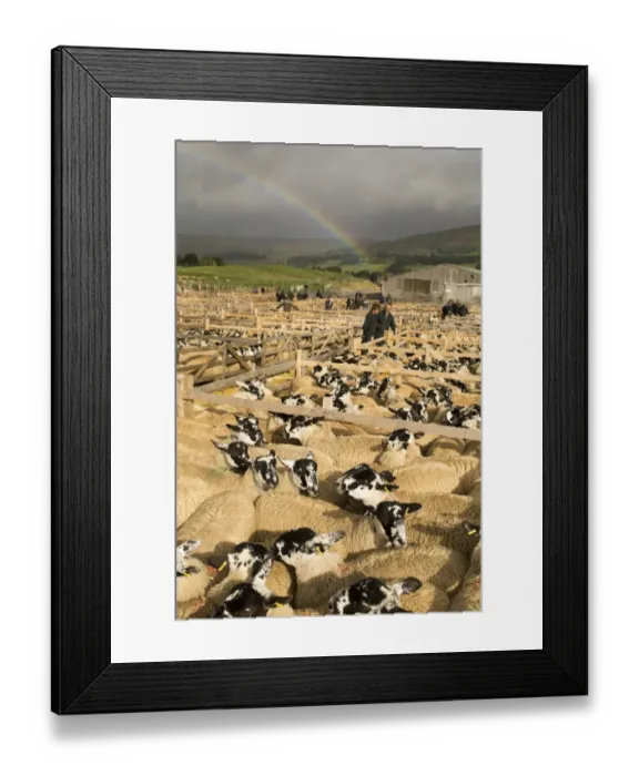 Framed Print : Domestic Sheep, mule ewes, with farmers looking at flocks in pens at livestock market, Hawes, Wensleydale Framed Print : Domestic Sheep, mule ewes, with farmers looking at flocks in pens at livestock market, Hawes, Wensleydale