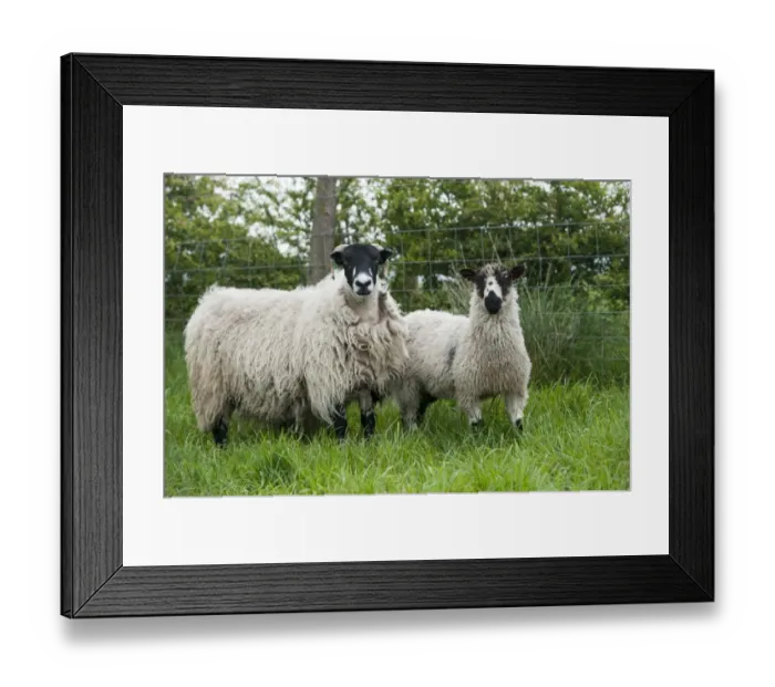 Framed Print : Domestic Sheep, Dalesbred ewe with Masham cross lamb, sired by Teeswater ram, standing in pasture, Yorkshire, England Framed Print : Domestic Sheep, Dalesbred ewe with Masham cross lamb, sired by Teeswater ram, standing in pasture, Yorkshire, England