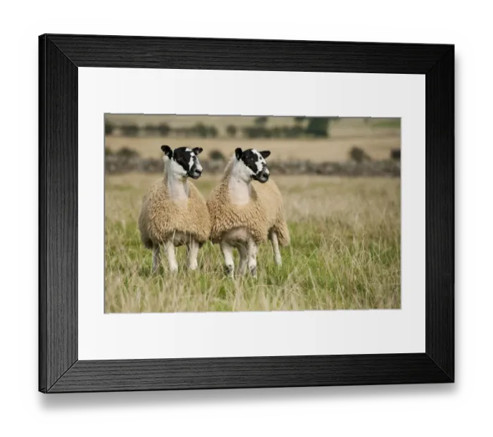 Framed Print : Domestic Sheep, North of England mule lambs, ready for sale, two standing in pasture, Cumbria, England, September Framed Print : Domestic Sheep, North of England mule lambs, ready for sale, two standing in pasture, Cumbria, England, September