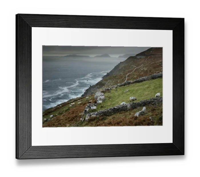 Framed Print : Domestic Sheep, flock grazing beside drystone wall on coastal pasture, Dingle Peninsula, County Kerry, Munster Framed Print : Domestic Sheep, flock grazing beside drystone wall on coastal pasture, Dingle Peninsula, County Kerry, Munster