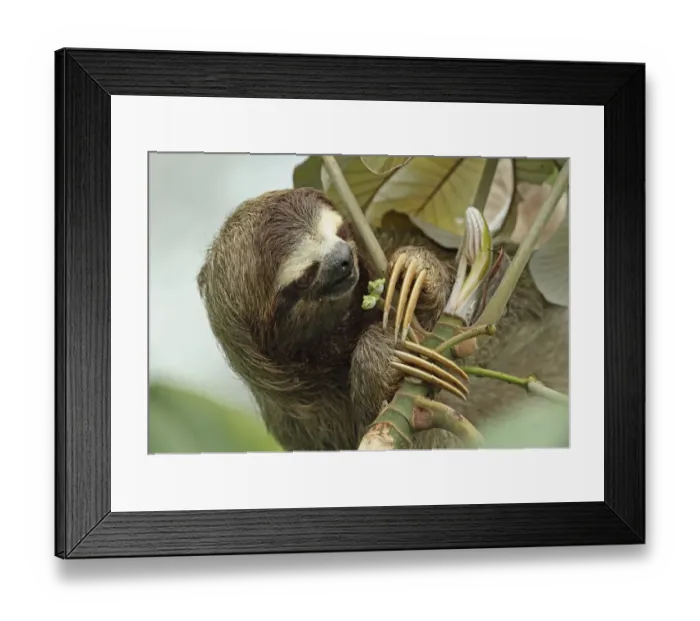 Framed Print : Brown-throated Three-toed Sloth (Bradypus variegatus) adult, close-up of head and claws, feeding on fruit