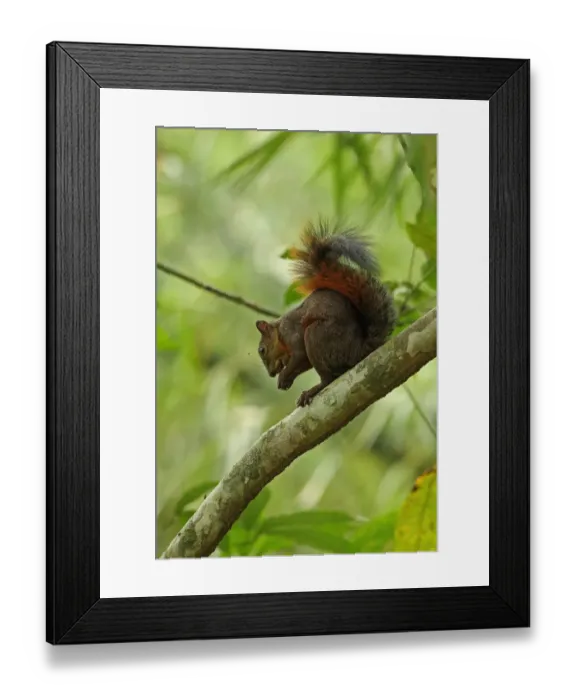 Framed Print : Red-tailed Squirrel (Sciurus granatensis) adult, feeding on nut, sitting on branch, Canopy Tower, Panama, November Framed Print : Red-tailed Squirrel (Sciurus granatensis) adult, feeding on nut, sitting on branch, Canopy Tower, Panama, November