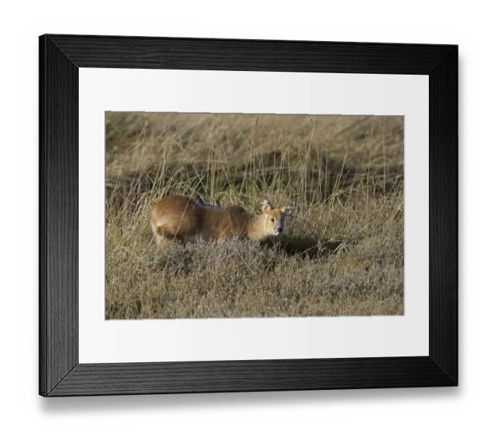 Framed Print : Chinese Water Deer (Hydropotes inermis) introduced species, adult female, with serious back lesion and damaged ears Framed Print : Chinese Water Deer (Hydropotes inermis) introduced species, adult female, with serious back lesion and damaged ears