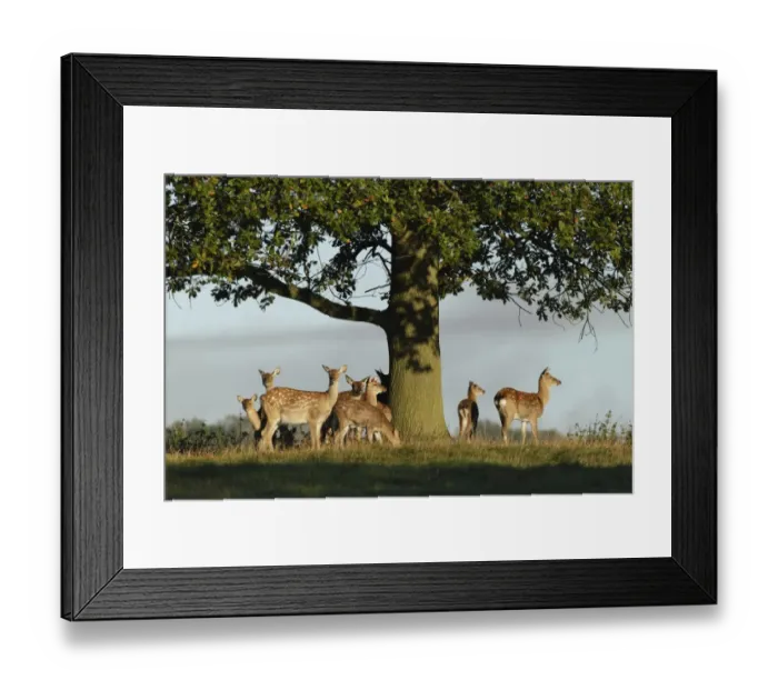 Framed Print : Fallow Deer (Dama dama) does and fawns, herd standing under oak tree, Studley Royal Deer Park, Studley Roger Framed Print : Fallow Deer (Dama dama) does and fawns, herd standing under oak tree, Studley Royal Deer Park, Studley Roger