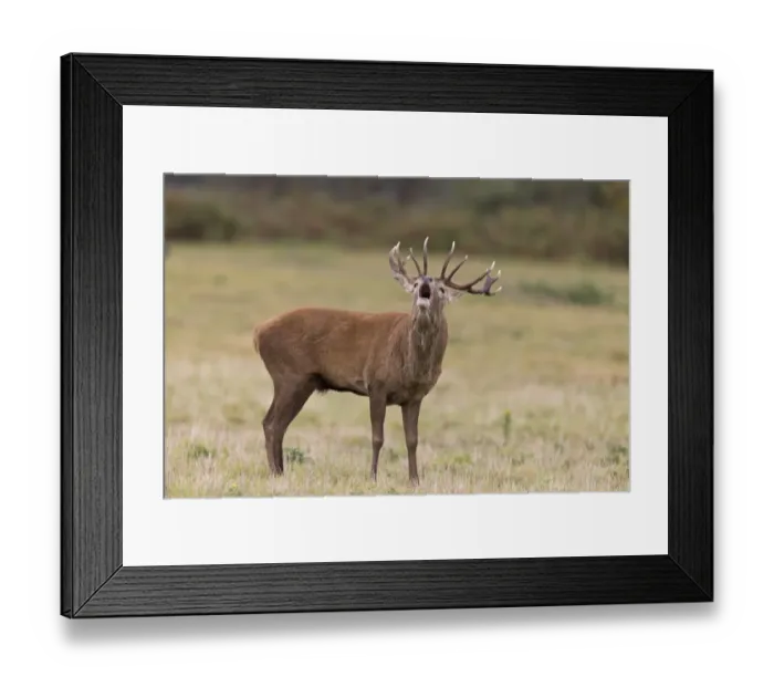 Framed Print : Red Deer (Cervus elaphus) stag, roaring, standing on grass, during rutting season, Minsmere RSPB Reserve, Suffolk Framed Print : Red Deer (Cervus elaphus) stag, roaring, standing on grass, during rutting season, Minsmere RSPB Reserve, Suffolk