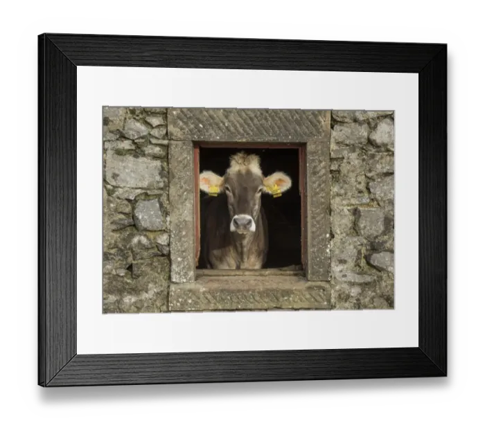 Framed Print : Domestic Cattle, Brown Swiss, dairy heifer, looking through window in stone barn, Whitewell, Lancashire, England Framed Print : Domestic Cattle, Brown Swiss, dairy heifer, looking through window in stone barn, Whitewell, Lancashire, England