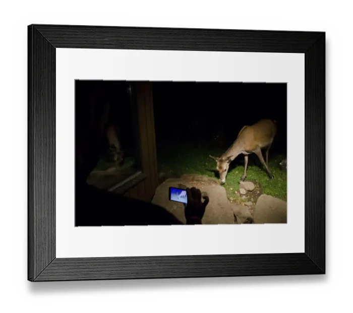 Framed Print : Red Deer (Cervus elaphus) hind, feeding on peanuts, being filmed on camera phone from hide at night, Speyside Framed Print : Red Deer (Cervus elaphus) hind, feeding on peanuts, being filmed on camera phone from hide at night, Speyside