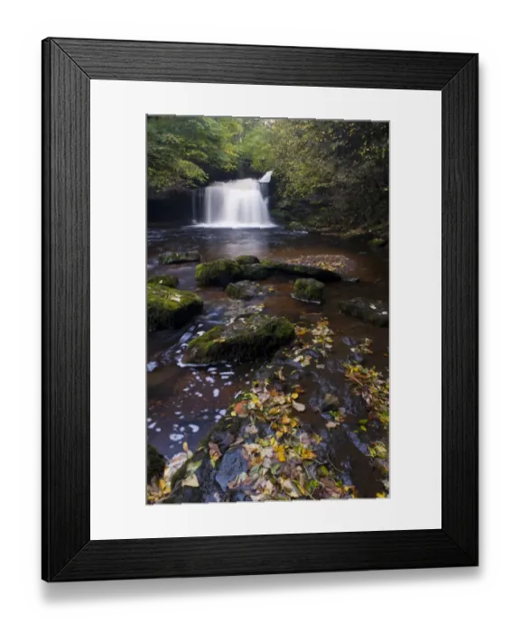 Framed Print : View of fallen leaves in river near waterfall, Cauldron Falls, Walden Beck, River Ure, West Burton, Wensleydale Framed Print : View of fallen leaves in river near waterfall, Cauldron Falls, Walden Beck, River Ure, West Burton, Wensleydale