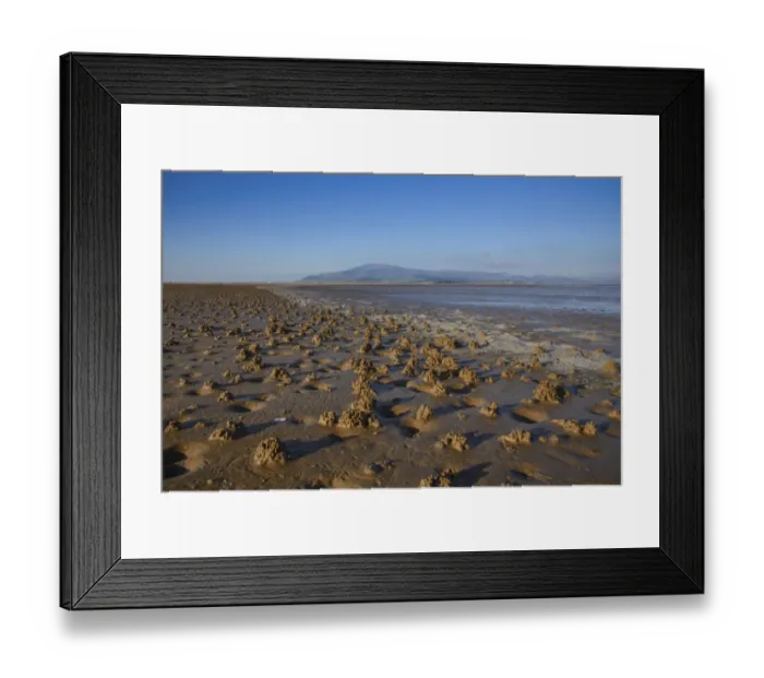 Framed Print : Lugworm (Arenicola marina) casts on beach, Duddon Sands, Duddon Estuary, Sandscale Haws N. N. R
