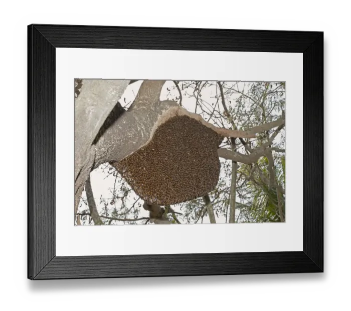 Framed Print : Asian Honey Bee (Apis cerana) adults, swarm at nest in tree, Sundarbans, Ganges Delta, West Bengal, India, March Framed Print : Asian Honey Bee (Apis cerana) adults, swarm at nest in tree, Sundarbans, Ganges Delta, West Bengal, India, March