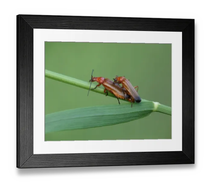 Framed Print : Common Red Soldier Beetle (Rhagonycha fulva) adult pair, mating on grass stem, Cannobina Valley, Italian Alps Framed Print : Common Red Soldier Beetle (Rhagonycha fulva) adult pair, mating on grass stem, Cannobina Valley, Italian Alps