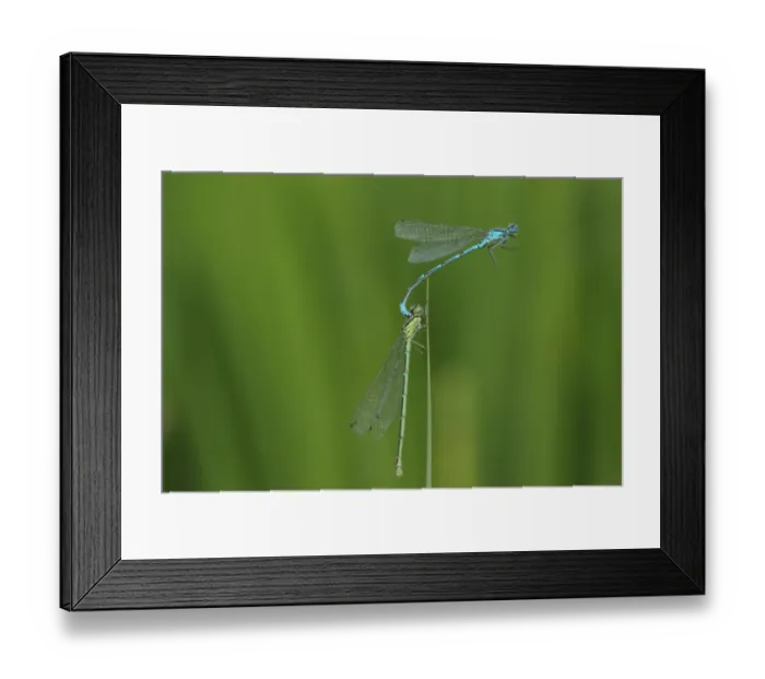 Framed Print : Cape Grassbird (Sphenoeacus afer) adult, perched on twig, Cape of Good Hope, Western Cape Province, South Africa Framed Print : Cape Grassbird (Sphenoeacus afer) adult, perched on twig, Cape of Good Hope, Western Cape Province, South Africa