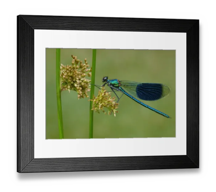 Framed Print : Banded Demoiselle (Calopteryx splendens) adult male, resting on Soft Rush (Juncus effusus) stem, Leicestershire Framed Print : Banded Demoiselle (Calopteryx splendens) adult male, resting on Soft Rush (Juncus effusus) stem, Leicestershire