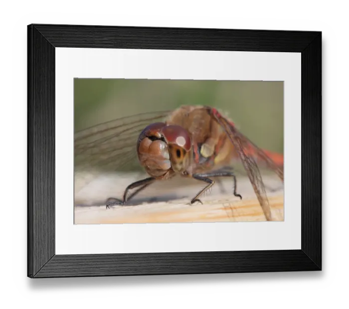 Framed Print : Common Darter (Sympetrum striolatum) adult male, close-up of head and legs, Fowlmere RSPB Reserve, Cambridgeshire Framed Print : Common Darter (Sympetrum striolatum) adult male, close-up of head and legs, Fowlmere RSPB Reserve, Cambridgeshire