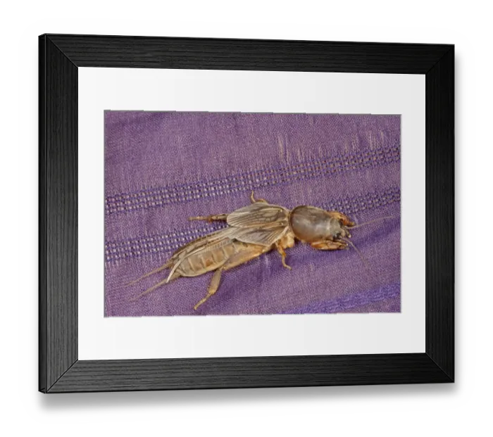 Framed Print : Oriental Mole Cricket (Gryllotalpa orientalis) adult, resting on sari, Sundarbans, Ganges Delta, West Bengal, India