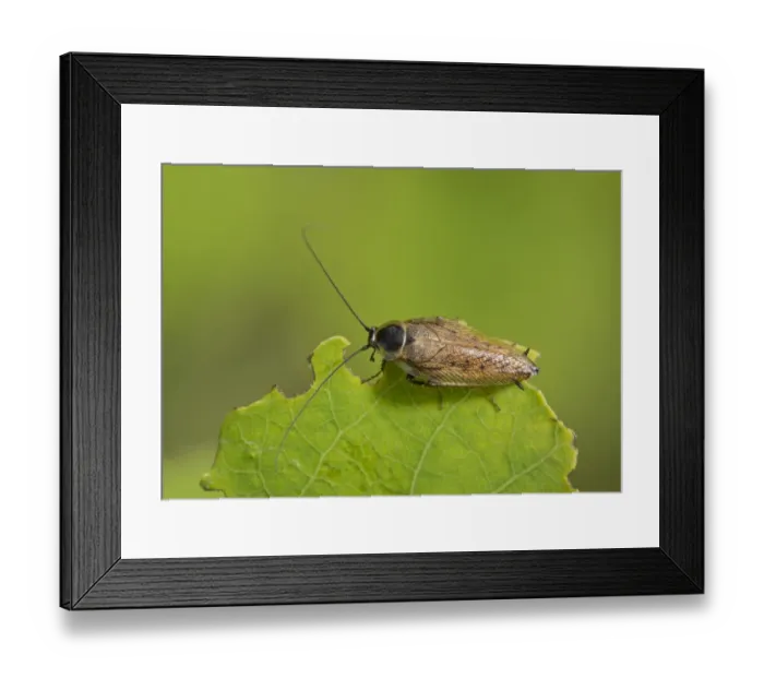 Framed Print : Dusky Cockroach (Ectobius lapponicus) adult male, resting on leaf, Romania, June Framed Print : Dusky Cockroach (Ectobius lapponicus) adult male, resting on leaf, Romania, June