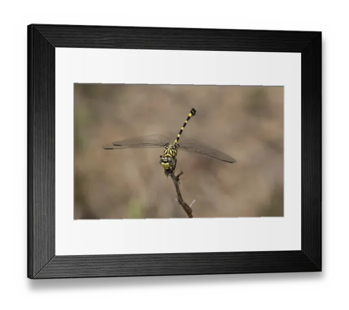 Framed Print : Common Tigertail (Ictinogomphus ferox) adult, resting on twig, Kruger N. P Framed Print : Common Tigertail (Ictinogomphus ferox) adult, resting on twig, Kruger N. P
