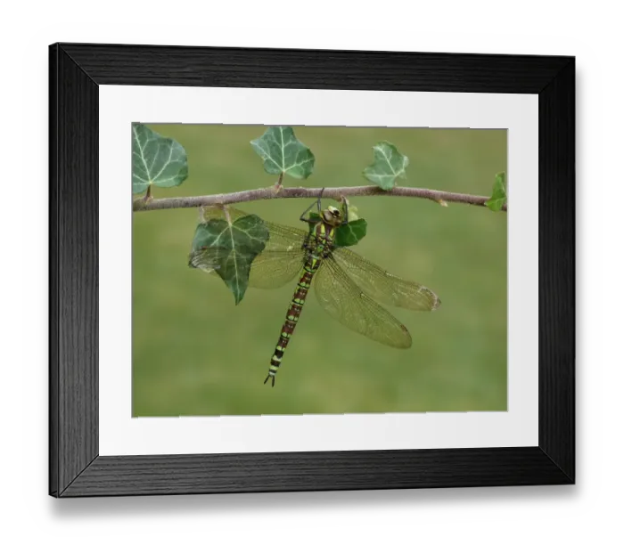 Framed Print : Southern Hawker (Aeshna cyanea) adult female, resting on ivy stem, Leicestershire, England, September Framed Print : Southern Hawker (Aeshna cyanea) adult female, resting on ivy stem, Leicestershire, England, September