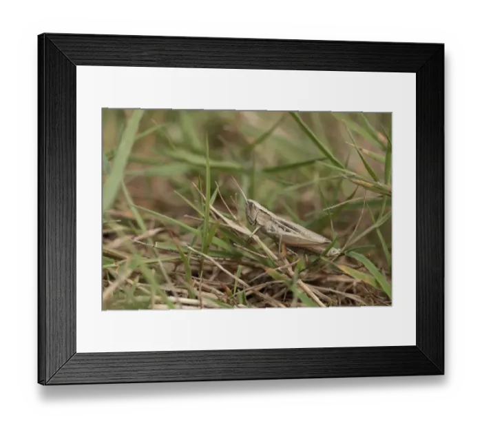 Framed Print : Lesser Marsh Grasshopper (Chorthippus albomarginatus) adult, resting amongst grass, Cliffe, Hoo Peninsula, Kent Framed Print : Lesser Marsh Grasshopper (Chorthippus albomarginatus) adult, resting amongst grass, Cliffe, Hoo Peninsula, Kent