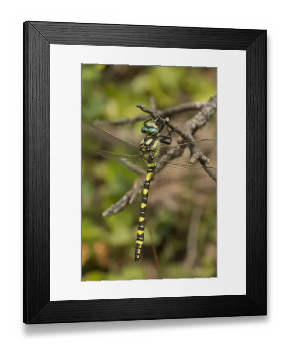 Framed Print : Turkish Goldenring (Cordulegaster picta) adult, resting on twig, Pontic Mountains, Anatolia, Turkey, July Framed Print : Turkish Goldenring (Cordulegaster picta) adult, resting on twig, Pontic Mountains, Anatolia, Turkey, July