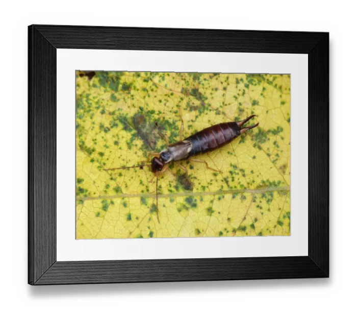 Framed Print : Common Earwig (Forficula auricularia) adult, resting on autumn coloured willow leaf, Leicestershire, England, September Framed Print : Common Earwig (Forficula auricularia) adult, resting on autumn coloured willow leaf, Leicestershire, England, September
