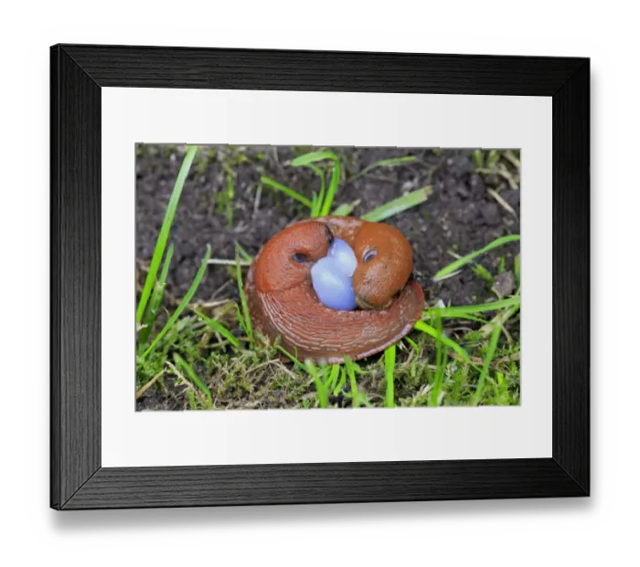Framed Print : Spanish Slug (Arion vulgaris) introduced species, adult pair, mating, Germany, September Framed Print : Spanish Slug (Arion vulgaris) introduced species, adult pair, mating, Germany, September