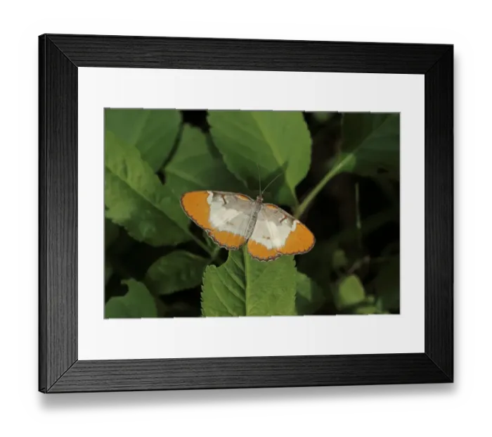 Framed Print : Jamaican Mestra (Mestra dorcas) adult, resting on leaf, Linstead, Jamaica, December Framed Print : Jamaican Mestra (Mestra dorcas) adult, resting on leaf, Linstead, Jamaica, December