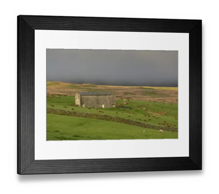 Framed Print : View of drystone wall, stone barn and sheep in upland pasture with overcast sky, Cumbria, England, March