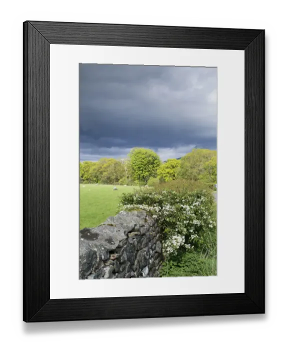 Framed Print : Drystone wall and Hawthorn (Crataegus sp. ) flowering in hedgerow, with sheep grazing in pasture and rainclouds Framed Print : Drystone wall and Hawthorn (Crataegus sp. ) flowering in hedgerow, with sheep grazing in pasture and rainclouds