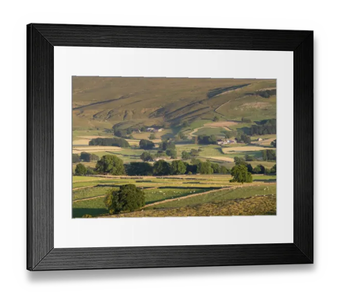 Framed Print : View of hill farms with pasture, drystone walls and sheep grazing in evening, near Ravenstonedale, Cumbria, England