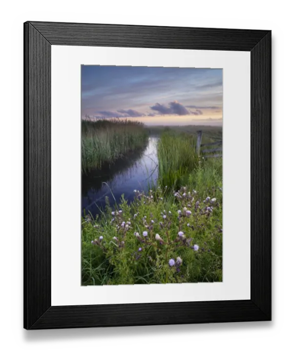 Framed Print : View of water filled ditch and reedbed on coastal grazing marsh habitat at sunrise, Elmley Marshes N. N. R Framed Print : View of water filled ditch and reedbed on coastal grazing marsh habitat at sunrise, Elmley Marshes N. N. R