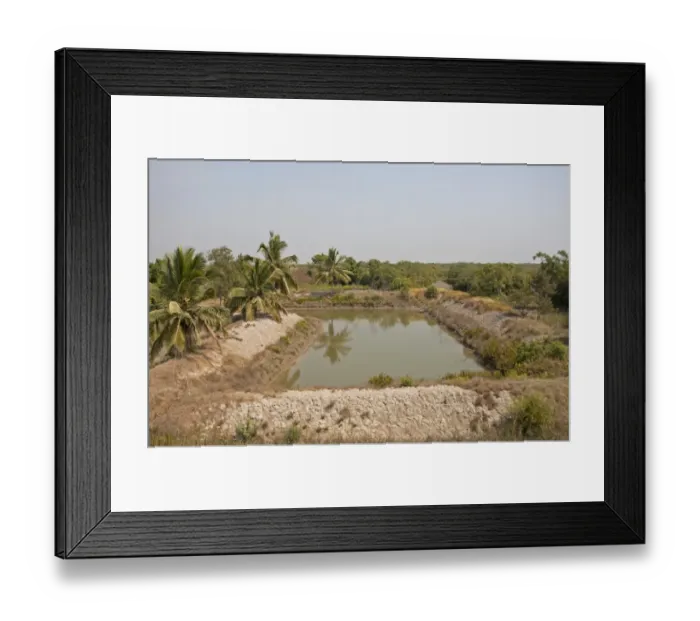 Framed Print : Village water storage pond, Sundarbans, Ganges Delta, West Bengal, India, March Framed Print : Village water storage pond, Sundarbans, Ganges Delta, West Bengal, India, March
