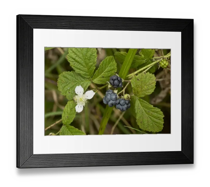 Framed Print : European Dewberry (Rubus caesius) close-up of flower and ripe fruit, Dorset, England, September Framed Print : European Dewberry (Rubus caesius) close-up of flower and ripe fruit, Dorset, England, September