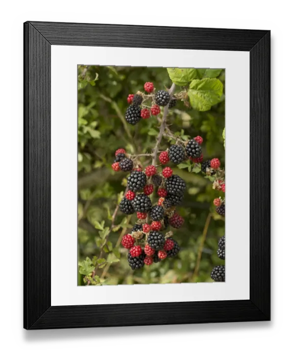 Framed Print : Bramble (Rubus fruticosus) close-up of ripe and unripe fruit, growing in hedgerow, Dorset, England, September Framed Print : Bramble (Rubus fruticosus) close-up of ripe and unripe fruit, growing in hedgerow, Dorset, England, September