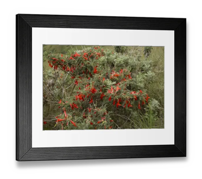 Framed Print : Mountain Cancer Bush (Sutherlandia montana) flowering, Royal Natal N. P. Drakensberg Mountains, KwaZulu-Natal Framed Print : Mountain Cancer Bush (Sutherlandia montana) flowering, Royal Natal N. P. Drakensberg Mountains, KwaZulu-Natal