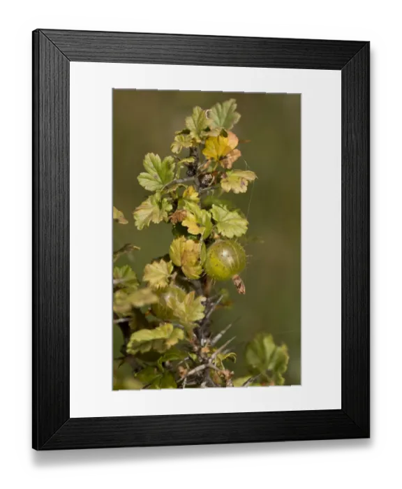 Framed Print : Wild Gooseberry (Ribes uva-crispa) close-up of leaves and fruit, French Alps, France, September Framed Print : Wild Gooseberry (Ribes uva-crispa) close-up of leaves and fruit, French Alps, France, September