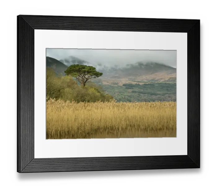 Framed Print : Common Reed (Phragmites australis) reedbed and pine tree, Lough Leane (Lower Lake), Lakes of Killarney, Killarney N. P Framed Print : Common Reed (Phragmites australis) reedbed and pine tree, Lough Leane (Lower Lake), Lakes of Killarney, Killarney N. P