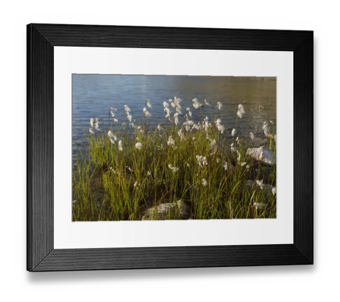 Framed Print : Broad-leaved Cotton-grass (Eriophorum latifolium) growing around lake edge, Col de La Lombarde, Maritime Alps, France Framed Print : Broad-leaved Cotton-grass (Eriophorum latifolium) growing around lake edge, Col de La Lombarde, Maritime Alps, France