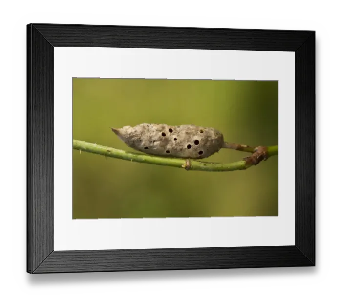 Framed Print : Bramble Stem Gall Wasp (Diastrophus rubi) old gall (from which adults have emerged) on bramble stem, Dorset, England Framed Print : Bramble Stem Gall Wasp (Diastrophus rubi) old gall (from which adults have emerged) on bramble stem, Dorset, England