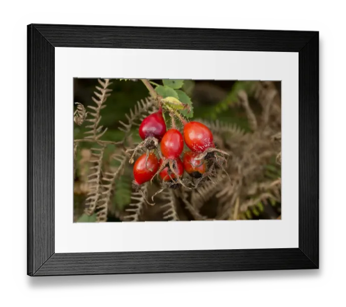 Framed Print : Sweet Briar (Rosa rubiginosa) close-up of rosehips, Dorset, England, September Framed Print : Sweet Briar (Rosa rubiginosa) close-up of rosehips, Dorset, England, September