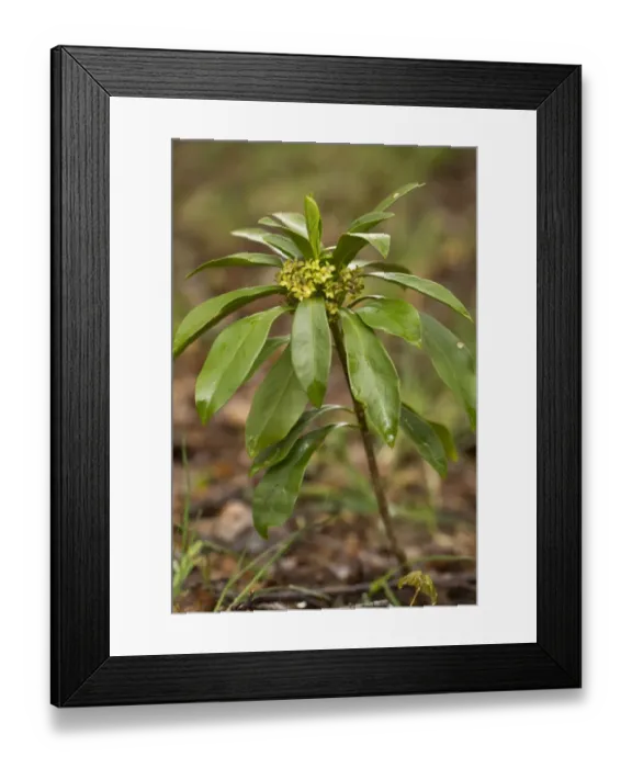 Framed Print : Spurge Laurel (Daphne laureola) flowering, Abruzzo N. P. Apennines, Italy, May