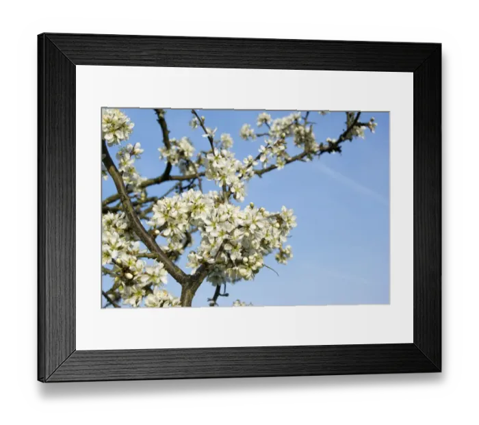 Framed Print : Blackthorn (Prunus spinosa) close-up of flowers, England, April Framed Print : Blackthorn (Prunus spinosa) close-up of flowers, England, April